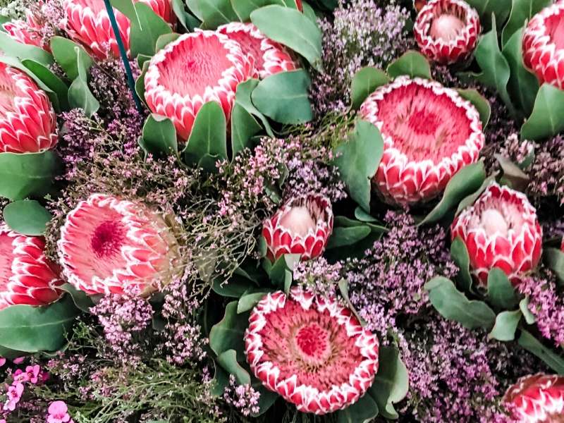 A bunch of Protea flowers