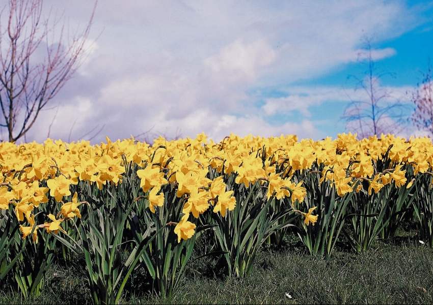 A field of daffodils