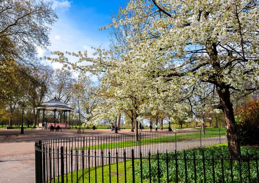 A picture of cherry blossom on trees at Hyde Park in London