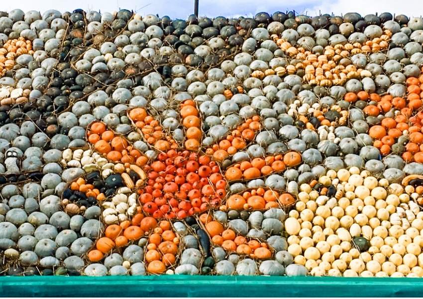 A picture made up of different coloured pumpkins