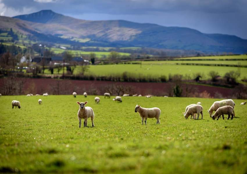 Lambs grazing in a field