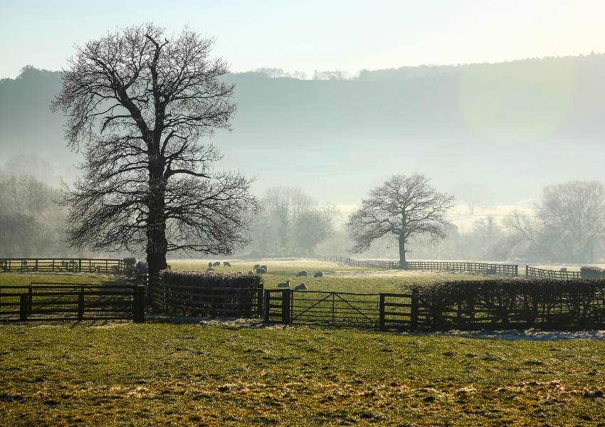 A frosty morning in a field with sheep