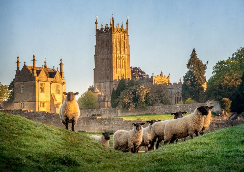 Chipping Campden church with sheep in the foreground.