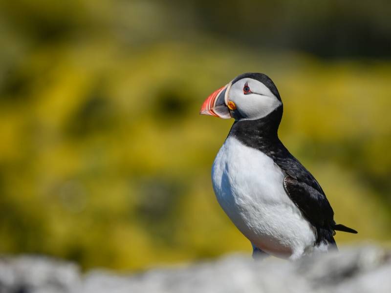 A puffin.