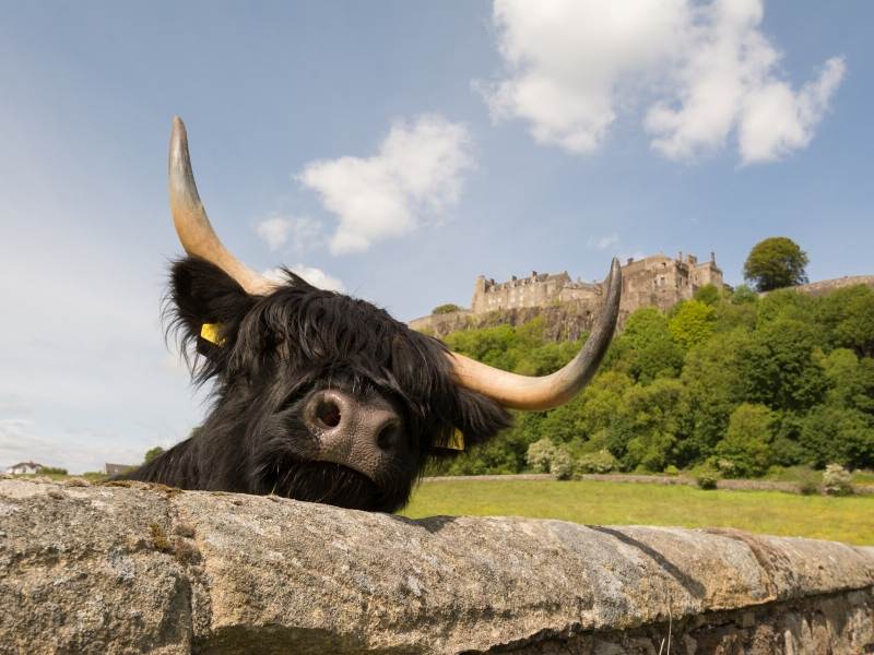 Stirling Castle with a cow peering over a wall