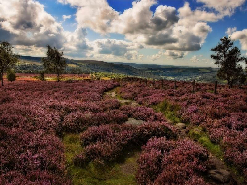 A field full of purple heather in the Peak District.