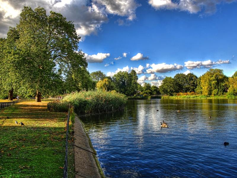 Regent's Park in London - ducks on the lake.