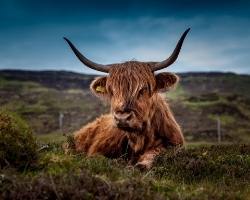 Scottish cow sitting in heather.
