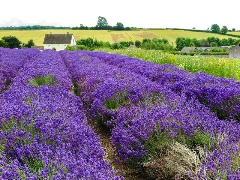 best staycations uk visit the Lavender fields in the Cotswolds.