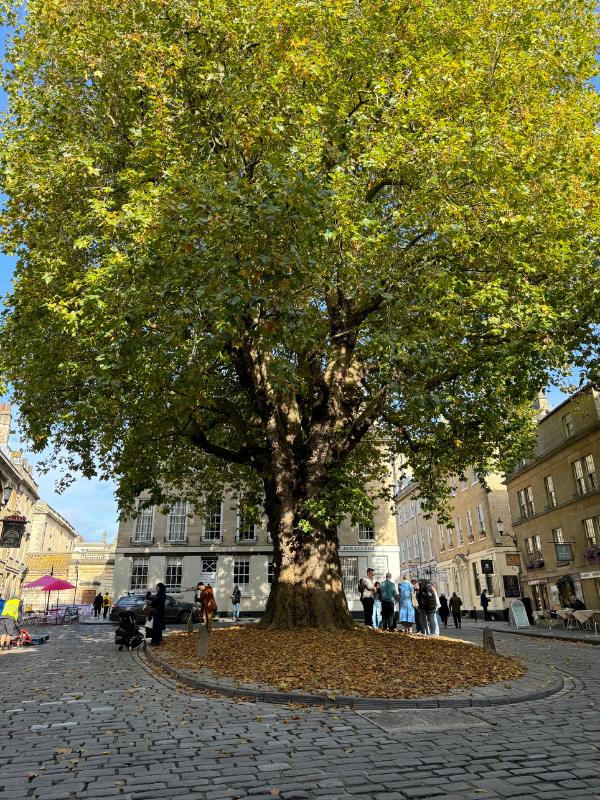 a large tree in a city