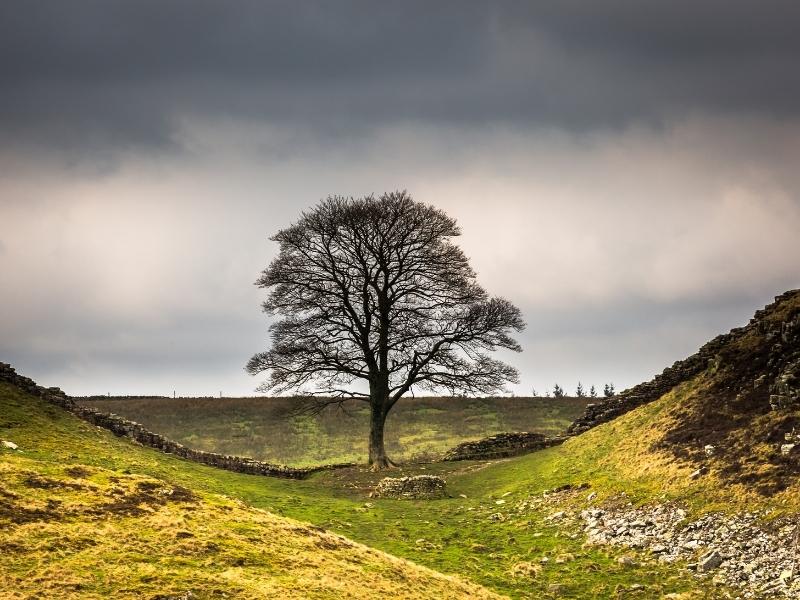 Sycamore Gap is a famous sight along Hadrian's Wall in England.