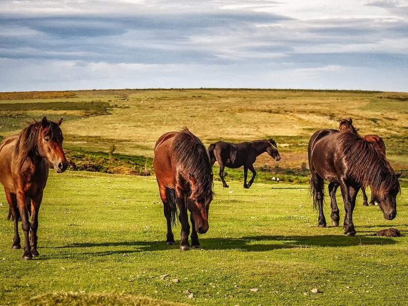 Ponies on Dartmoor in Devon England.
