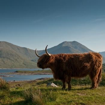 Highland cow in a field.
