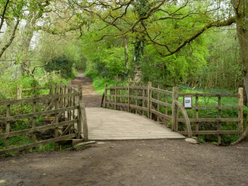 Ashdown Forest in East Sussex.