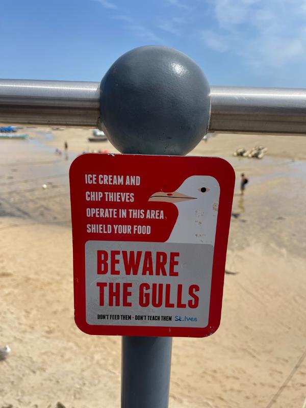 St Ives seagull