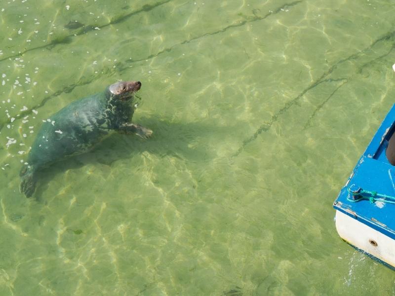 Seal spotted off a boat in St Ives bay.