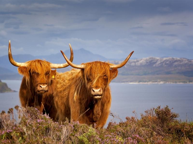 Two Highland cows standing by a loch as seen in the Scottish Highlands Travel Guide.