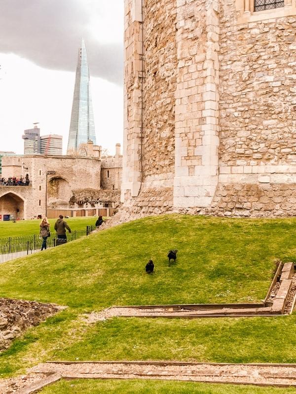 Ravens at the Tower of London with the Shard in the background.