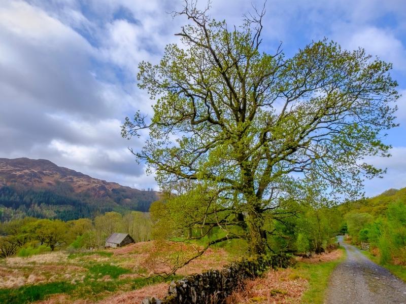 Galloway Forest Park in Scotland.