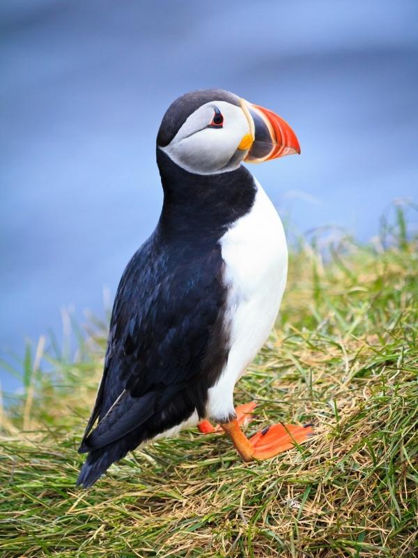 A picture of a lone Puffin.