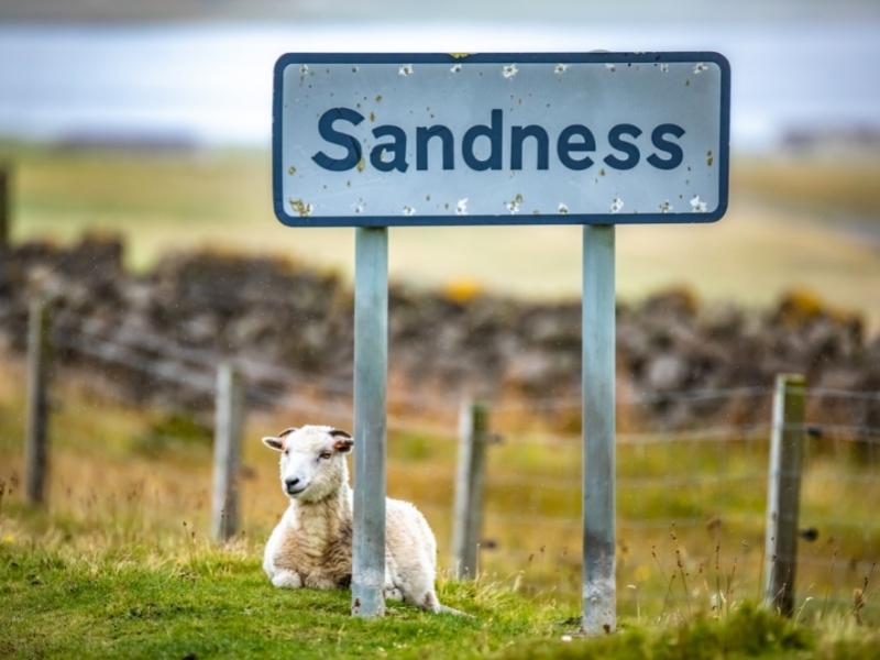 Shetland Sheep 1