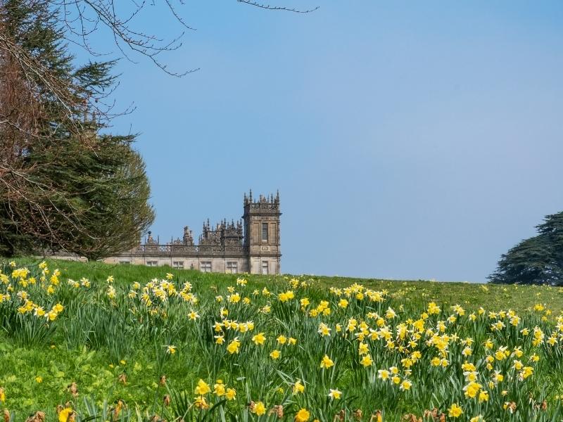 Highclere Castle with daffodils in the fields surrounding it.