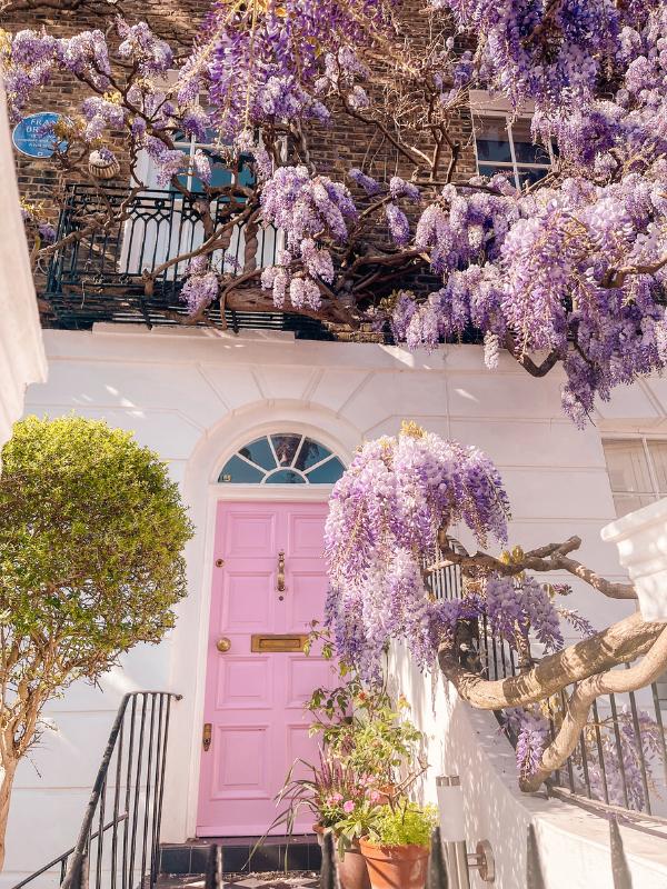 Wysteria