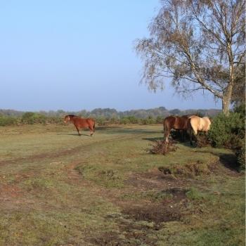 New Forest