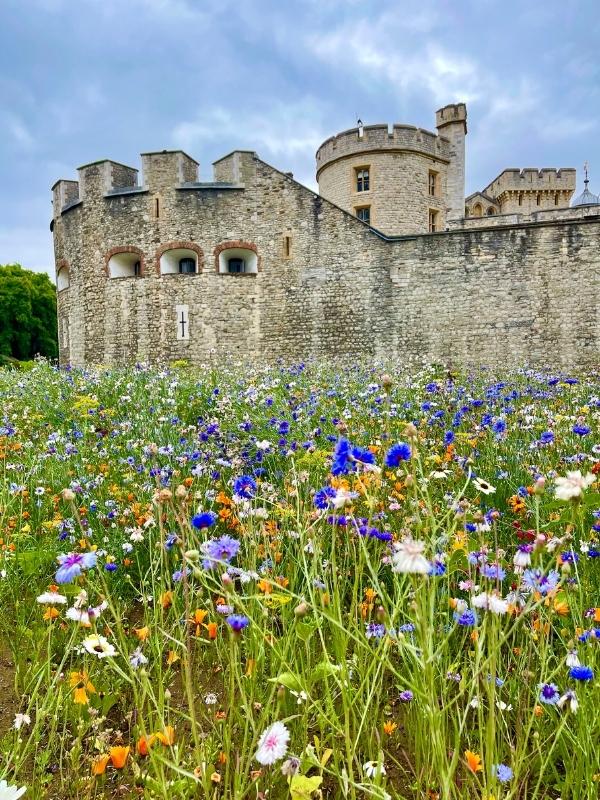 Flowers in the moat at the Tower of London.