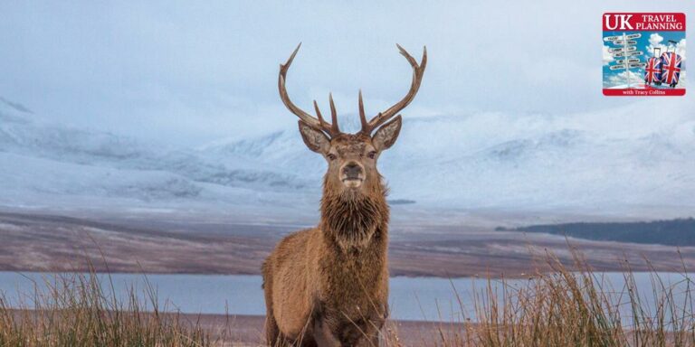 Discovering the treasures of Far North Scotland with North Coast Explorer Tours in Episode 42 of the UK Travel Planning podcast.