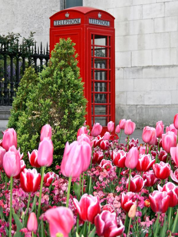 London in spring with tulips around a red phone box.