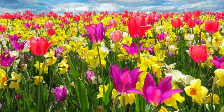 Uk in spring flowers