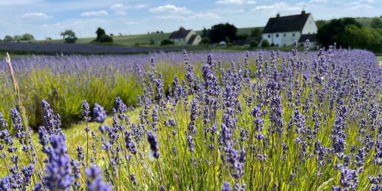 Visiting the UK in Summer [Everything you need to know]