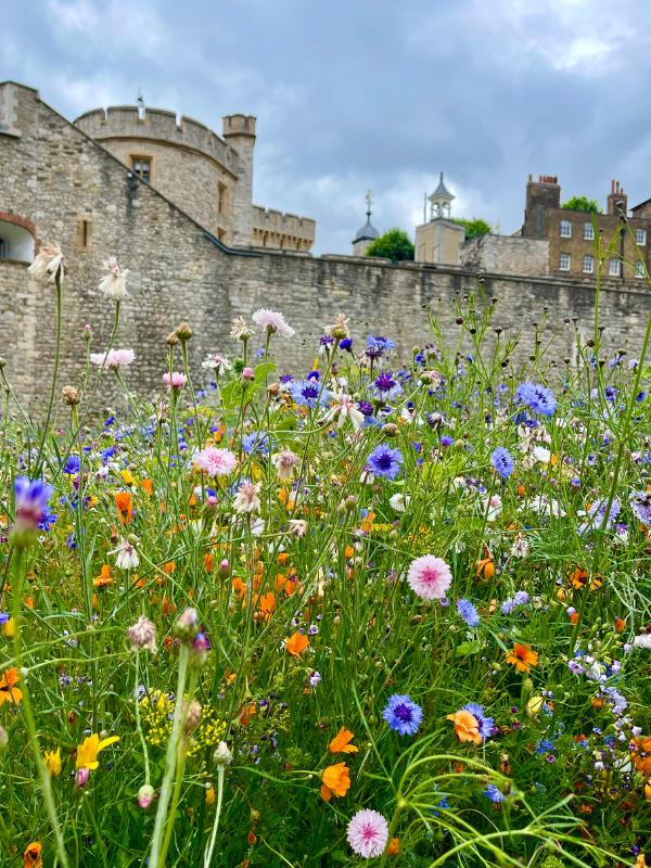 Tower of London in summer