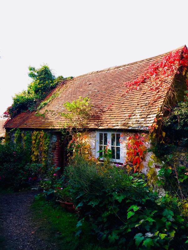 Autumn leaves on a house