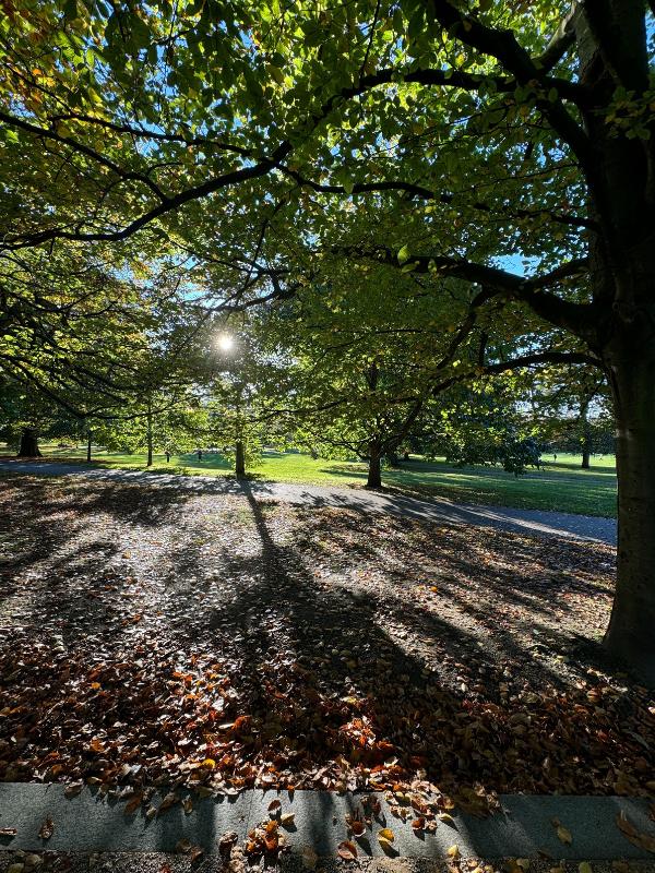 Greenwich Park 1