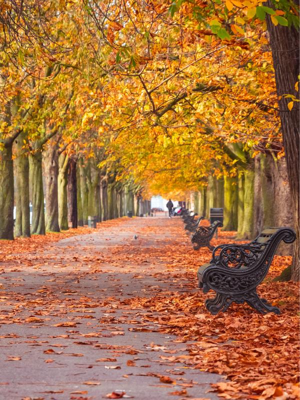 Greenwich Park in London in Fall.
