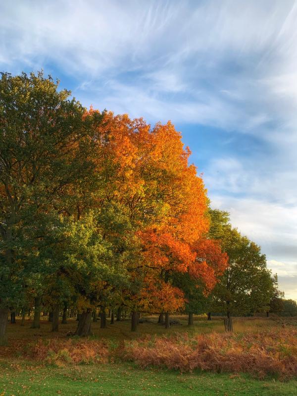 Fall leaves in a London park.