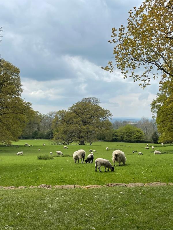 Sheep in a field in the Cotswolds