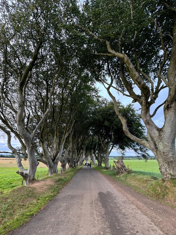 Dark Hedges as seen on GOT