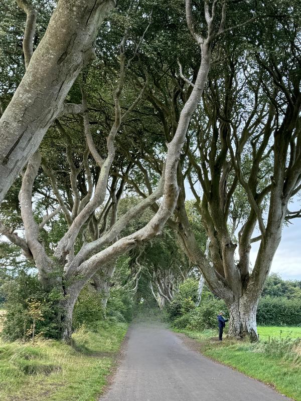 Dark Hedges no people