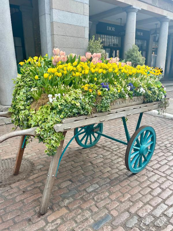 A barrow full of yellow blooms.