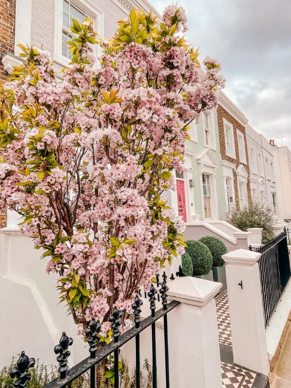 Pink blossom on a tree.