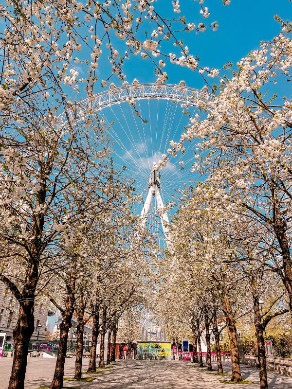 The London Eye with blossom on the trees.