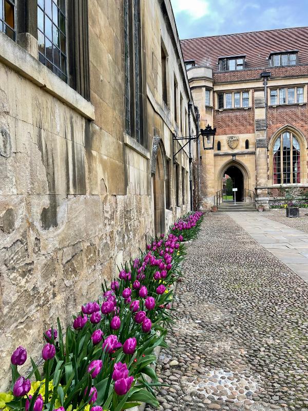 Tulips lining a road.