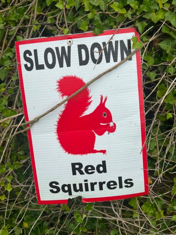 Red squirrels