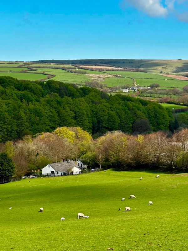 Sheep grazing on rolling green farmland with a white farmhouse and wooded valley