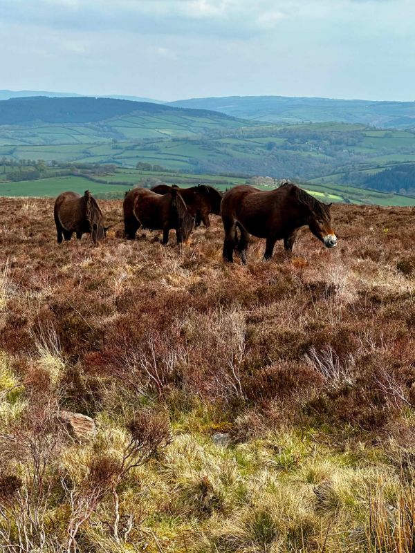 Wild Exmoor ponies grazing on open moorland with rolling hills behind