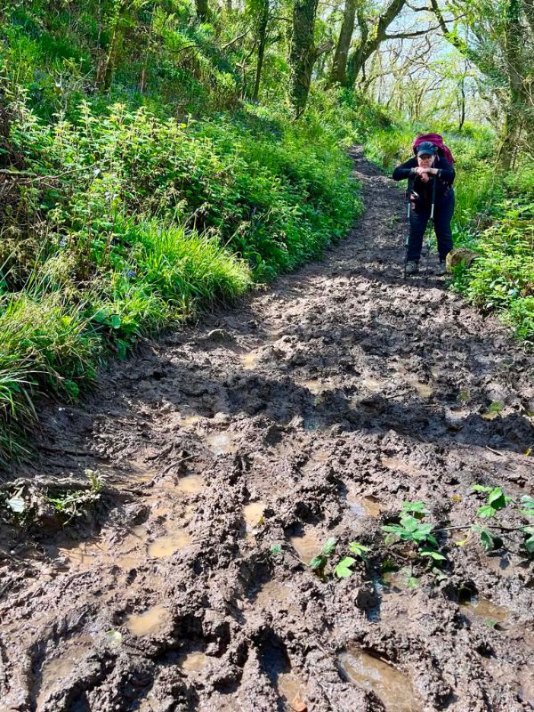 A walker with poles picking their way along a very muddy woodland footpath