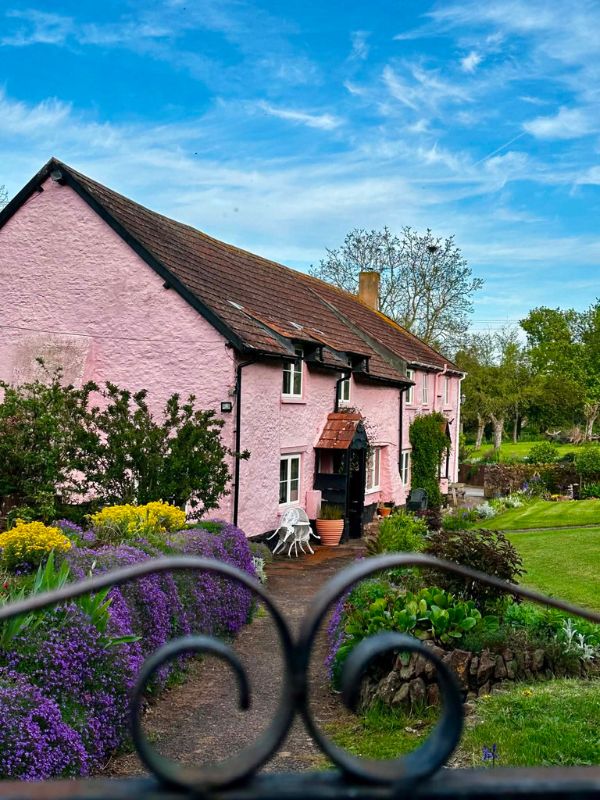 A pretty pink cottage with a colourful spring garden of purple and yellow flowers